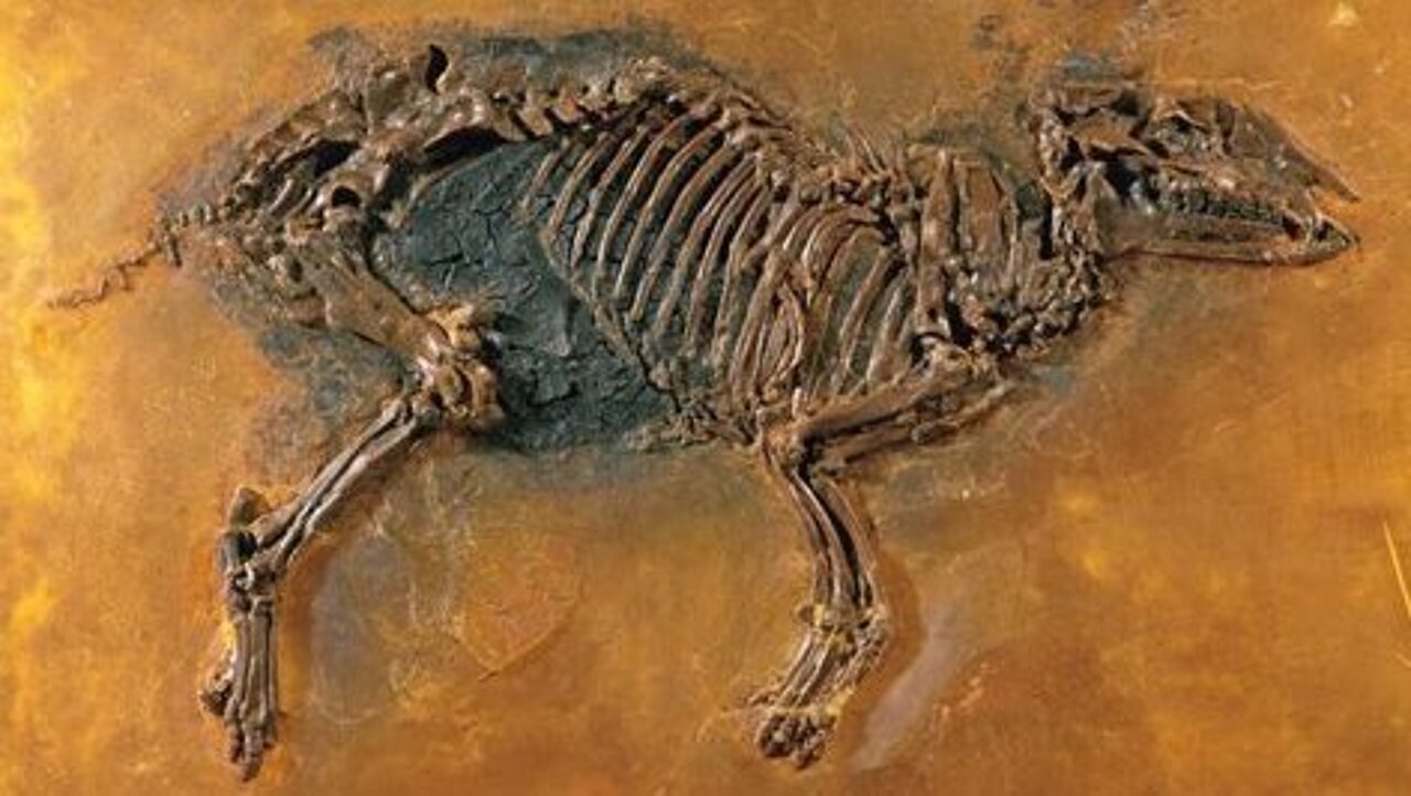 Das Ur-Pferdchen aus der Grube Messel; Foto: Sven Tränkner, Senckenberg